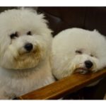 関内の美容室BOBの看板犬