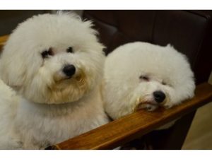 関内の美容室BOBの看板犬