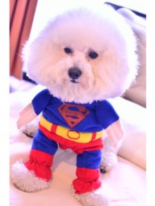 関内の美容室BOBの看板犬