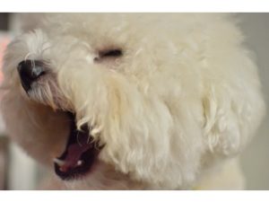 関内の美容室BOBの看板犬