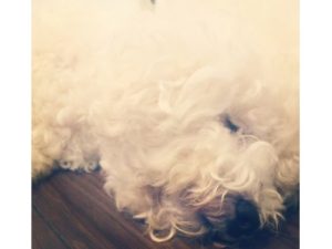 関内の美容室BOBの看板犬