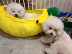 関内の美容室BOBの看板犬