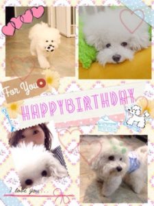 関内の美容室BOBの看板犬