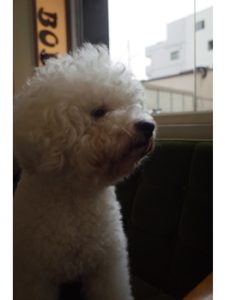 関内の美容室BOBの看板犬