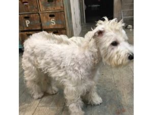 関内の美容室BOBの看板犬