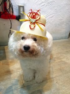 関内の美容室BOBの看板犬