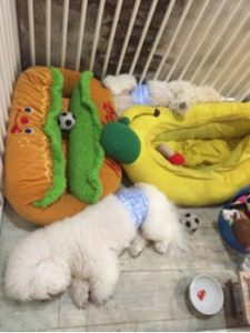 関内の美容室BOBの看板犬