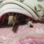 関内の美容室BOBのスタッフの犬