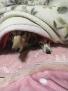 関内の美容室BOBのスタッフの犬