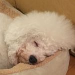 関内の美容室BOBの看板犬