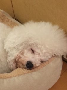 関内の美容室BOBの看板犬