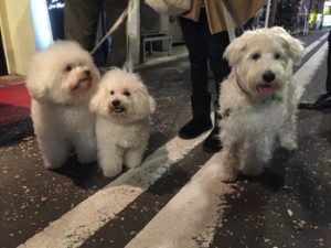 関内の美容室BOBの看板犬