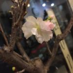 関内の美容室BOB店内の桜