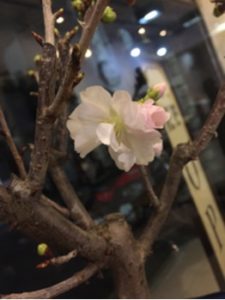 関内の美容室BOB店内の桜