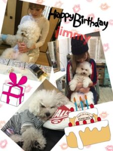 関内の美容室BOBの看板犬