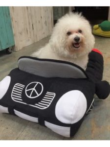 関内の美容室BOBの看板犬