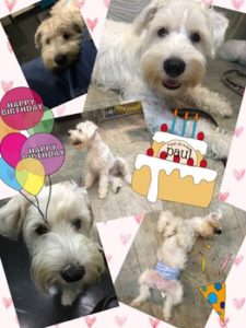 関内の美容室BOBの看板犬