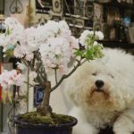 関内の美容室BOBの看板犬