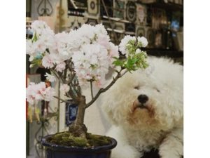関内の美容室BOBの看板犬