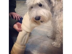 関内の美容室BOBの看板犬