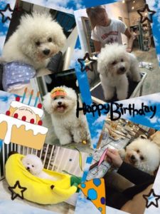 関内の美容室BOBの看板犬