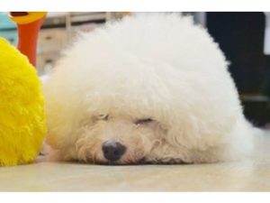 関内の美容室BOBの看板犬