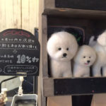 関内の美容室BOBの看板犬