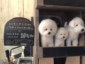 関内の美容室BOBの看板犬
