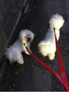 関内の美容室BOBのスタッフの犬の散歩