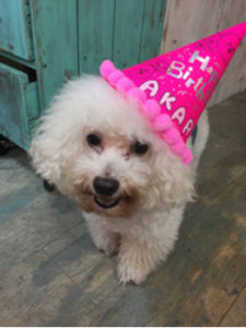 関内の美容室BOBの看板犬