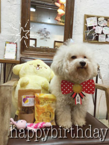 関内の美容室BOBのスタッフの犬