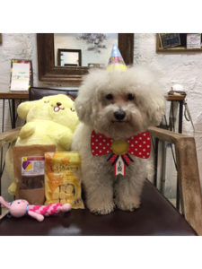 関内の美容室BOBのスタッフの犬