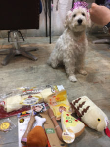 関内の美容室BOBのスタッフの犬