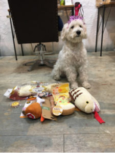 関内の美容室BOBのスタッフの犬
