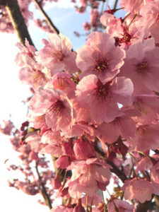 関内の美容室BOBのスタッフが好きな桜の季節