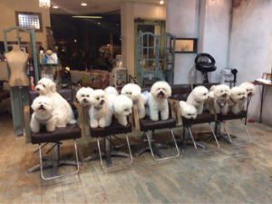 モフ会