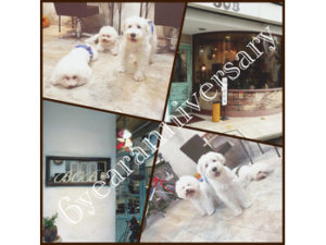 関内の美容室BOBの看板犬