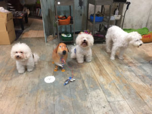 関内の美容室BOBの看板犬