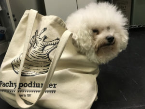 関内の美容室BOBの看板犬