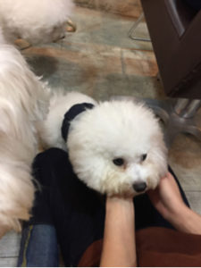 関内の美容室BOBの看板犬