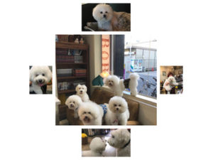 関内の美容室BOBの看板犬