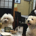 関内の美容室BOBの看板犬