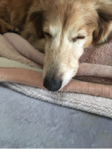 犬