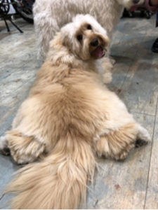 関内の美容室BOBのお客様(犬)