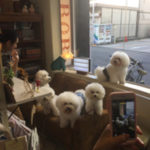 関内の美容室BOBの看板犬