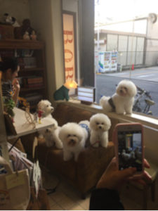 関内の美容室BOBの看板犬