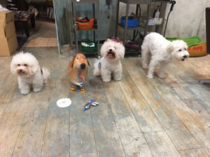 関内の美容室BOBの看板犬