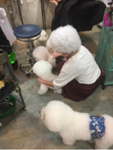 関内の美容室BOBの看板犬