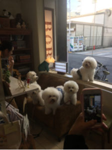 関内の美容室BOBの看板犬