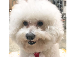関内の美容室BOBの看板犬